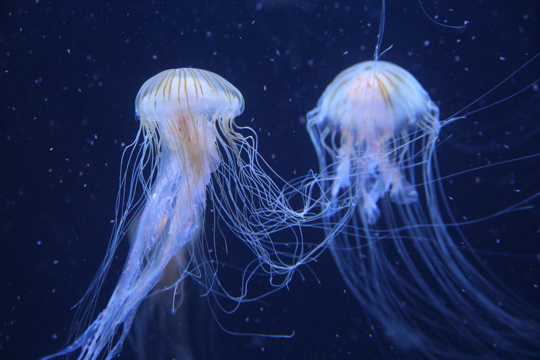 水生动物海蜇图片