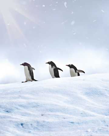 雪地上的金图企鹅