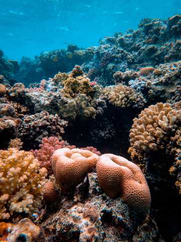 海底中的珊瑚礁