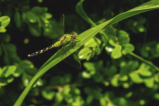 绿蜻蜓照片