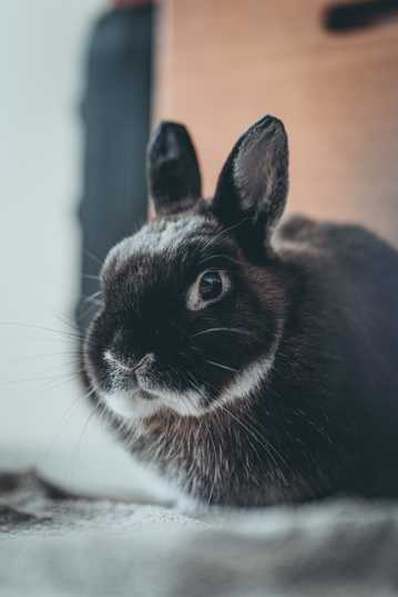 呆萌的黑色荷兰兔