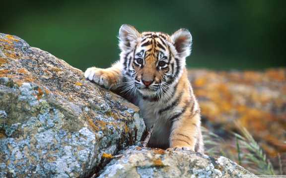 野生动物西伯利亚虎图片