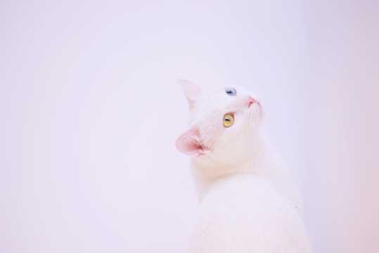 纯白的小猫图片