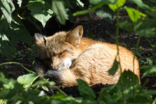 在睡觉的狐狸图片