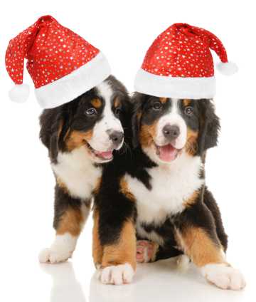 两只可爱的圣诞宠物狗
