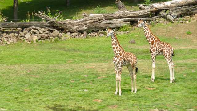 原野上的两只长颈鹿