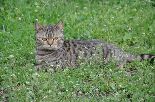 草地上的欧洲短毛猫
