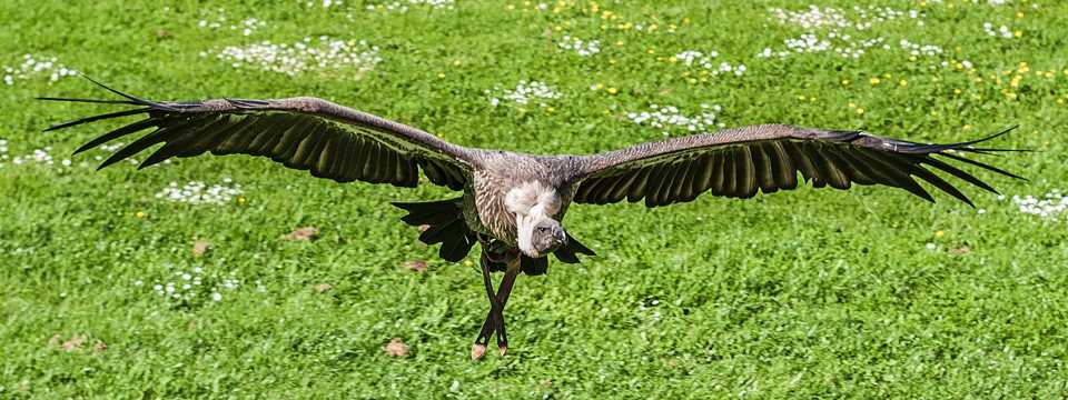 飞越草场的老鹰