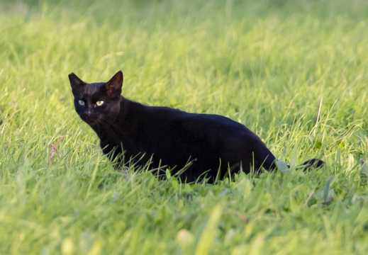 绿原野黑色猫咪图片