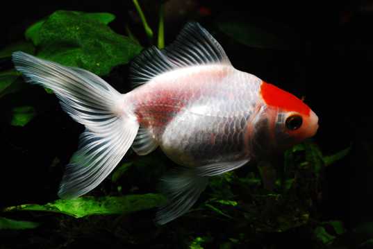 鱼缸红色金鱼图片