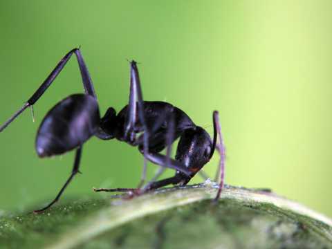 多变状态黑蚂蚁图片