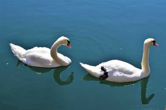 湖中两只大白鹅图片