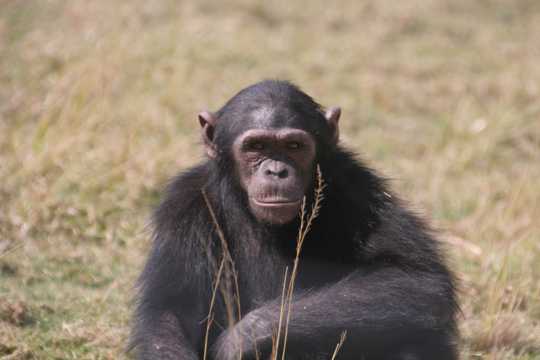濒危动物大型黑猩猩