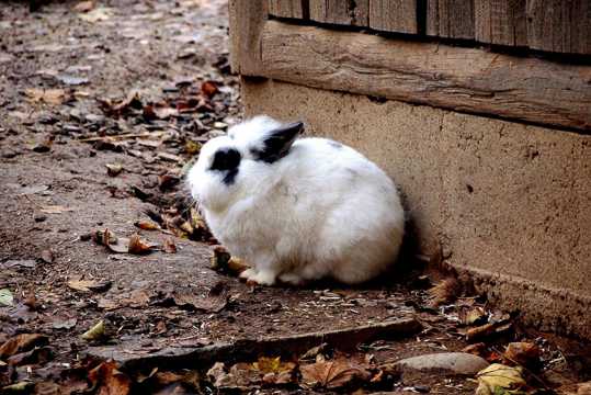 荷兰兔图片