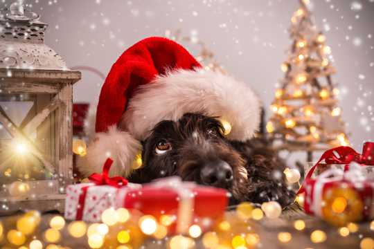 圣诞节黑色的小狗图片