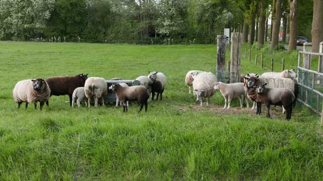 荷兰农场羊群图片