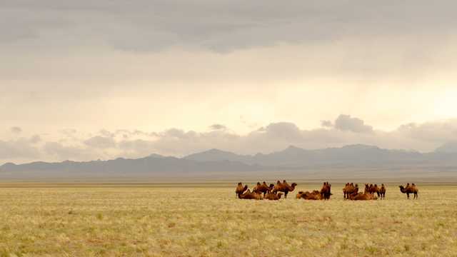 大漠中骑行的骆驼图片