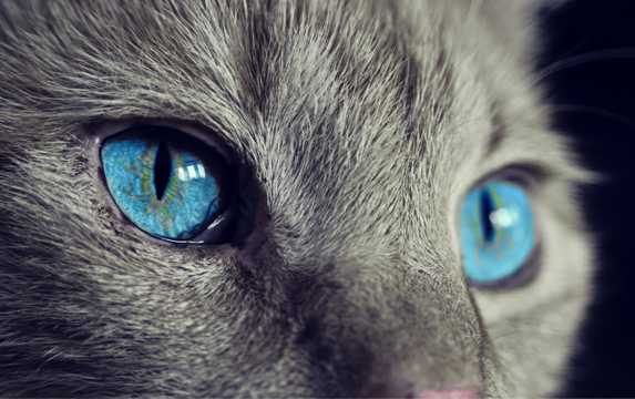 北美洲短毛猫猫眼特写图片