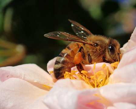 蜜蜂采花蜜近景图片