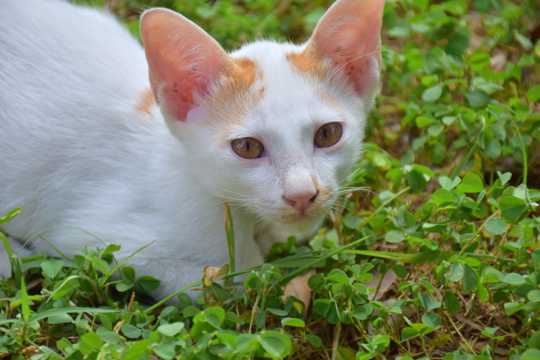 草丛里白色猫咪图片