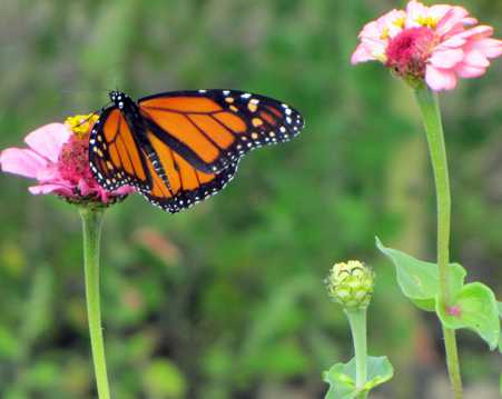 花朵上的虎斑蝶