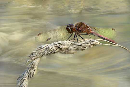 喜好在河边翱游的蜻蜓图片