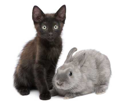小猫和小兔子