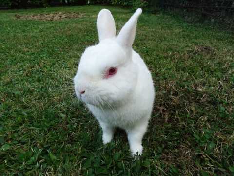 草地上的大耳白兔