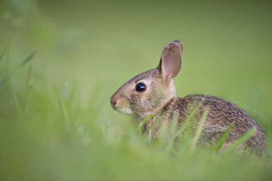 草坪小兔子图片