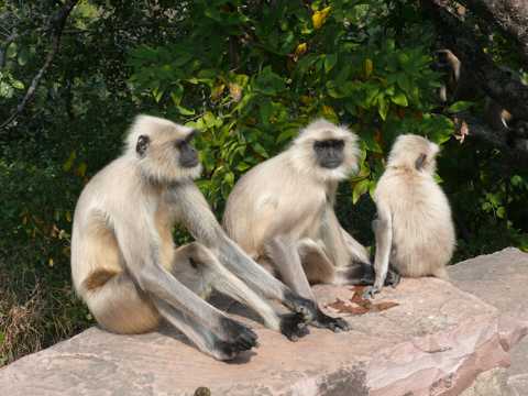 一群印度猴子图片