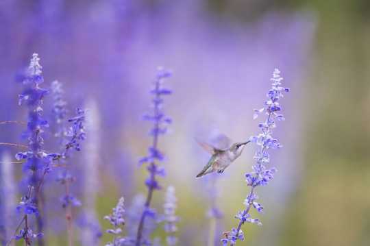 紫色花草蜂鸟图片