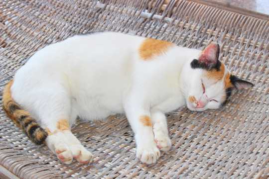 日本短毛猫睡觉图片