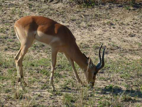 野生斑羚吃草图片