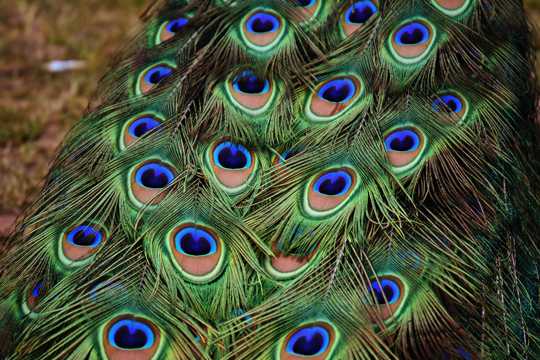 五光十色七彩的孔雀羽毛图片