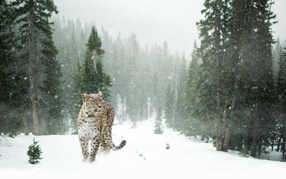 雪中的黑龙江豹
