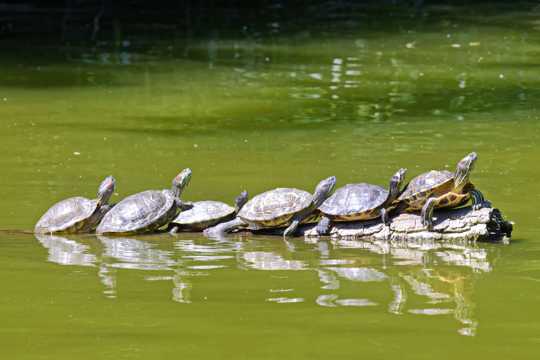 一排可爱的乌龟