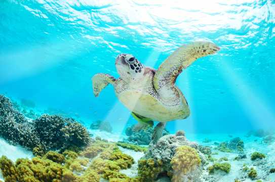 海底世界里的海龟