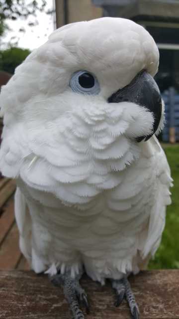 白色凤头鹦鹉