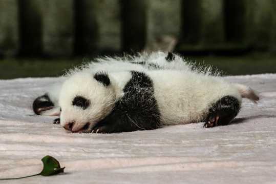 超萌超可人的大熊猫图片