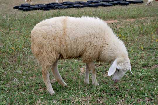 草坪上吃草的绵羊