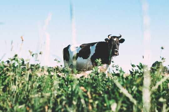 草坪上的奶牛