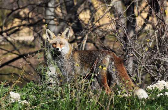 草地上的野生狐狸