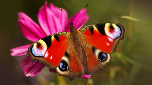 鲜花上的孔雀蝴蝶图片