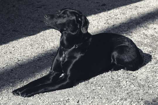 可爱的黑色拉布拉多犬