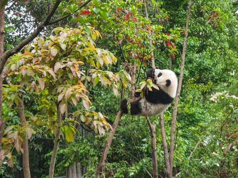 进食的国宝大熊猫