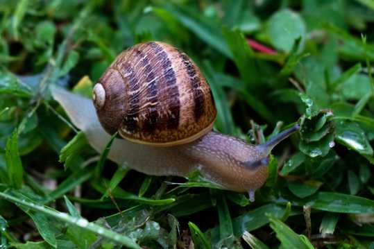 草丛里的法国蜗牛
