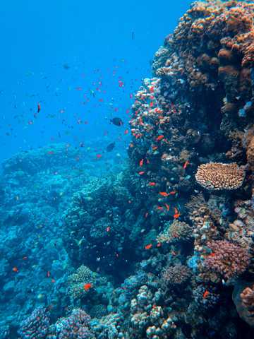 海底珊瑚群鱼