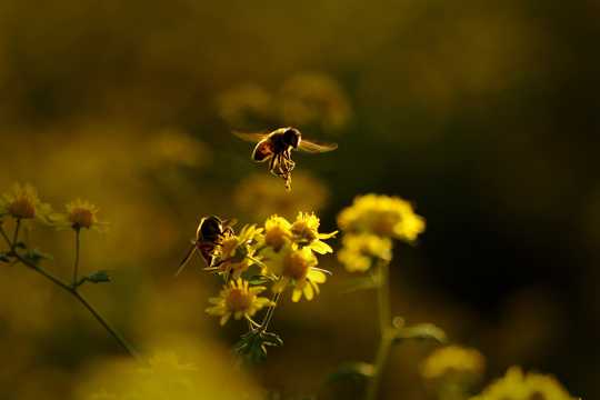 落日下采蜜的蜜蜂图片