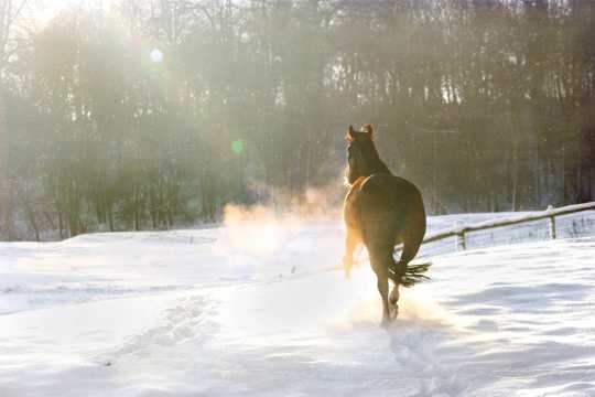 雪地上的马儿
