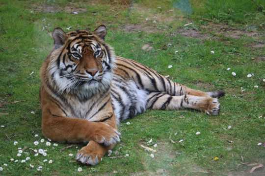 草地上的老虎
